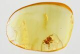 Small Fossil Jumping Spider (Salticidae) In Baltic Amber #367474-1
